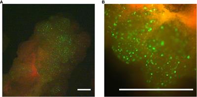 Microparticle-mediated CRISPR DNA delivery for genome editing in poplar